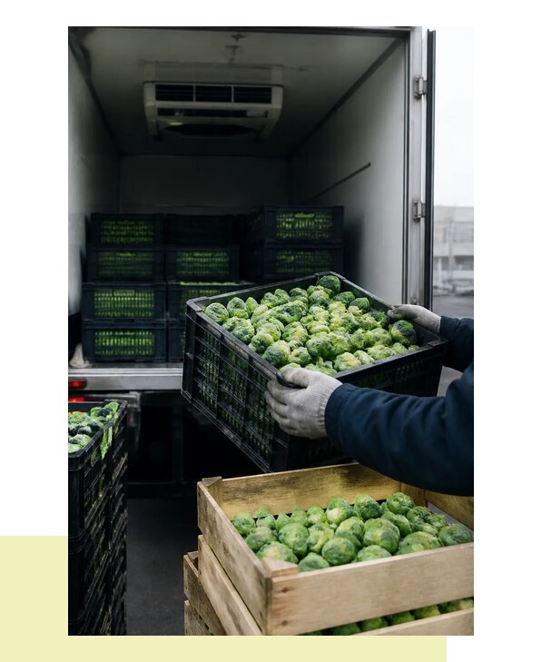 Перевозка брюссельской капусты оптом с доставкой в Новороссийск